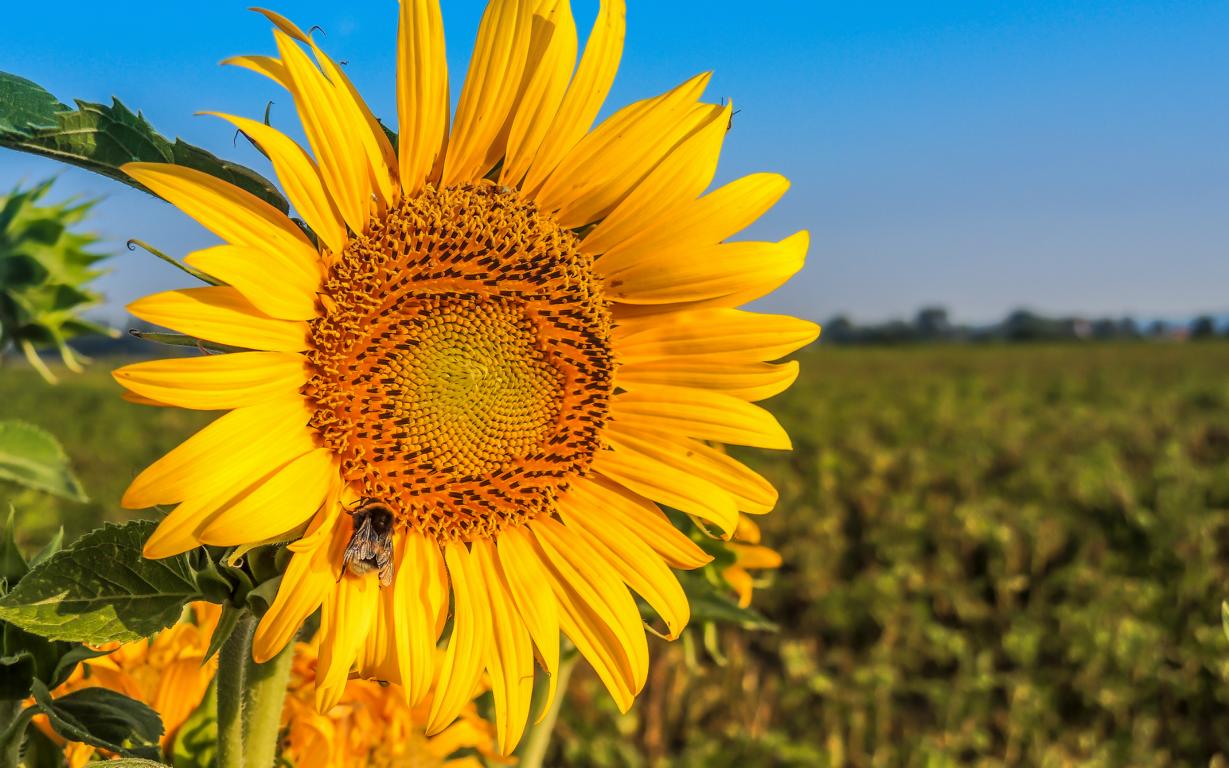 Sonnenblume mit Hummel