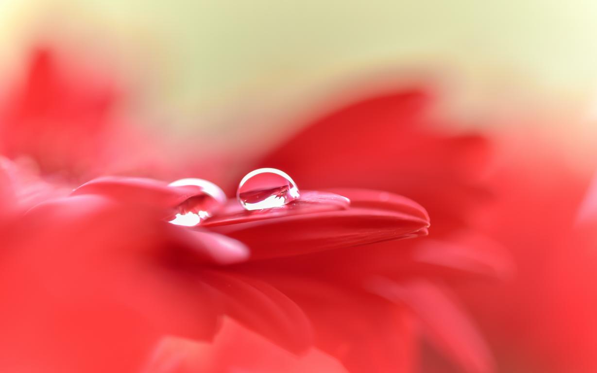 Wassertropfen auf der Blüte