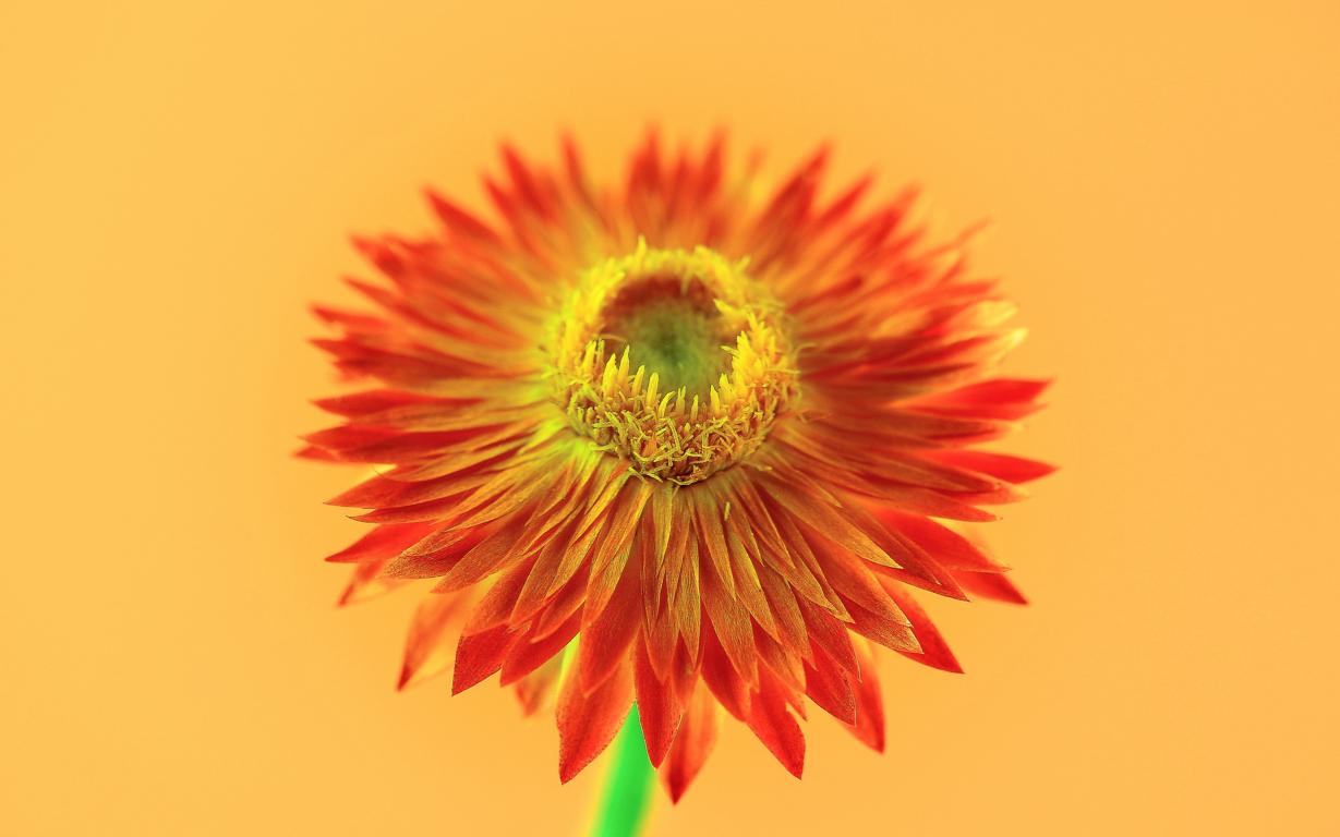 Strohblume