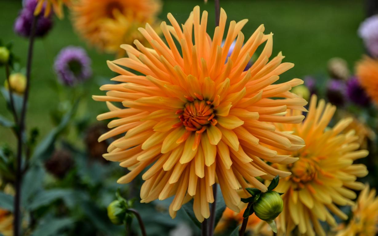 Mainaugold Dahlie