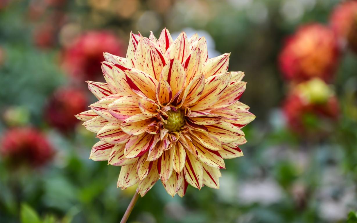 Orchideen Dahlie
