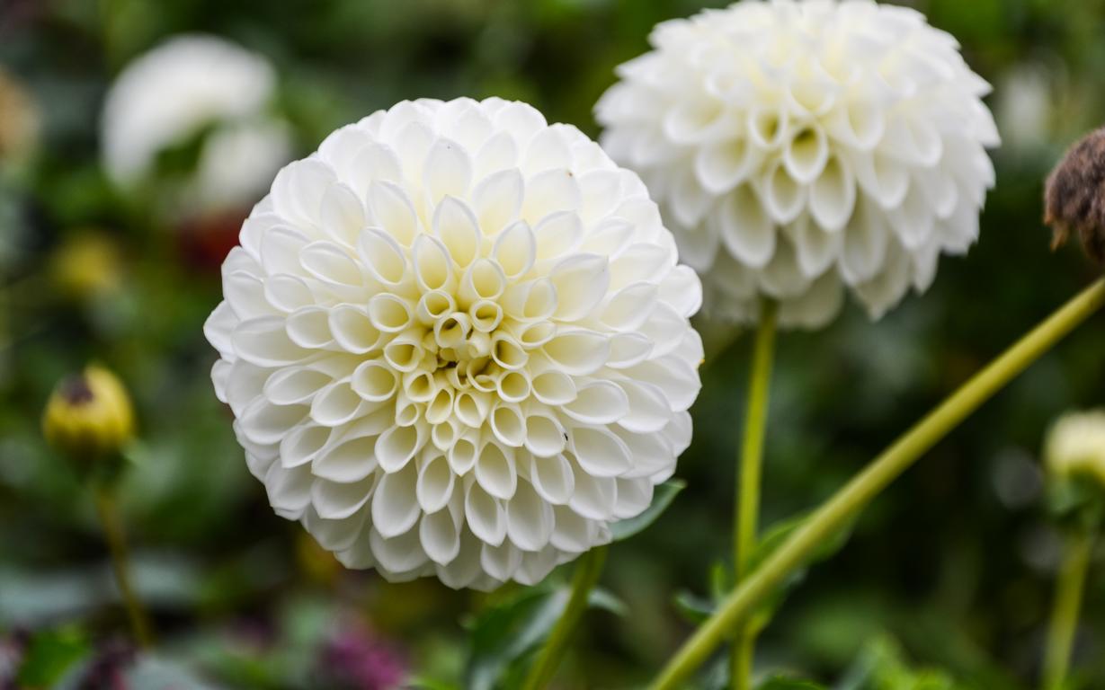 Pompon Dahlie