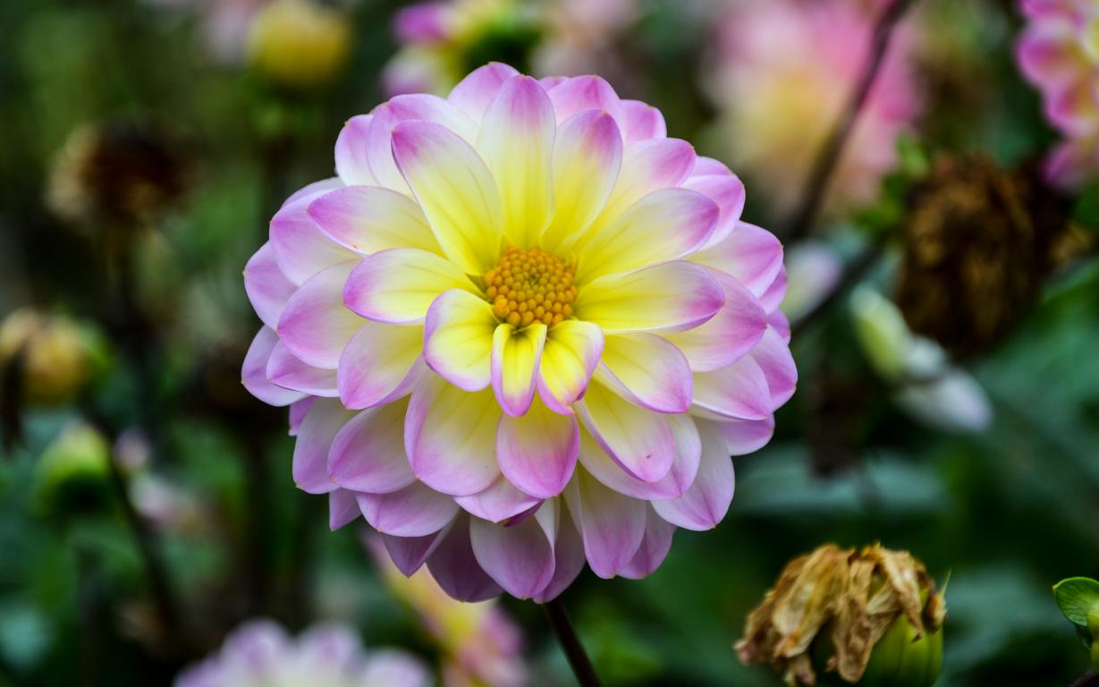 Riesenblumige Dahlie