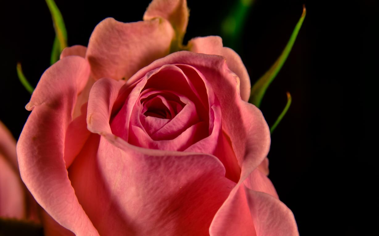 Rosenblüte