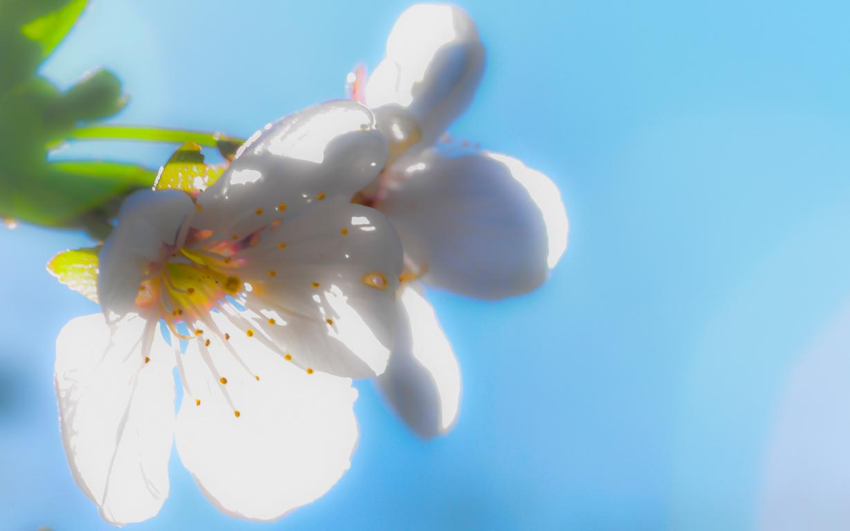 Blüte der Himbeere