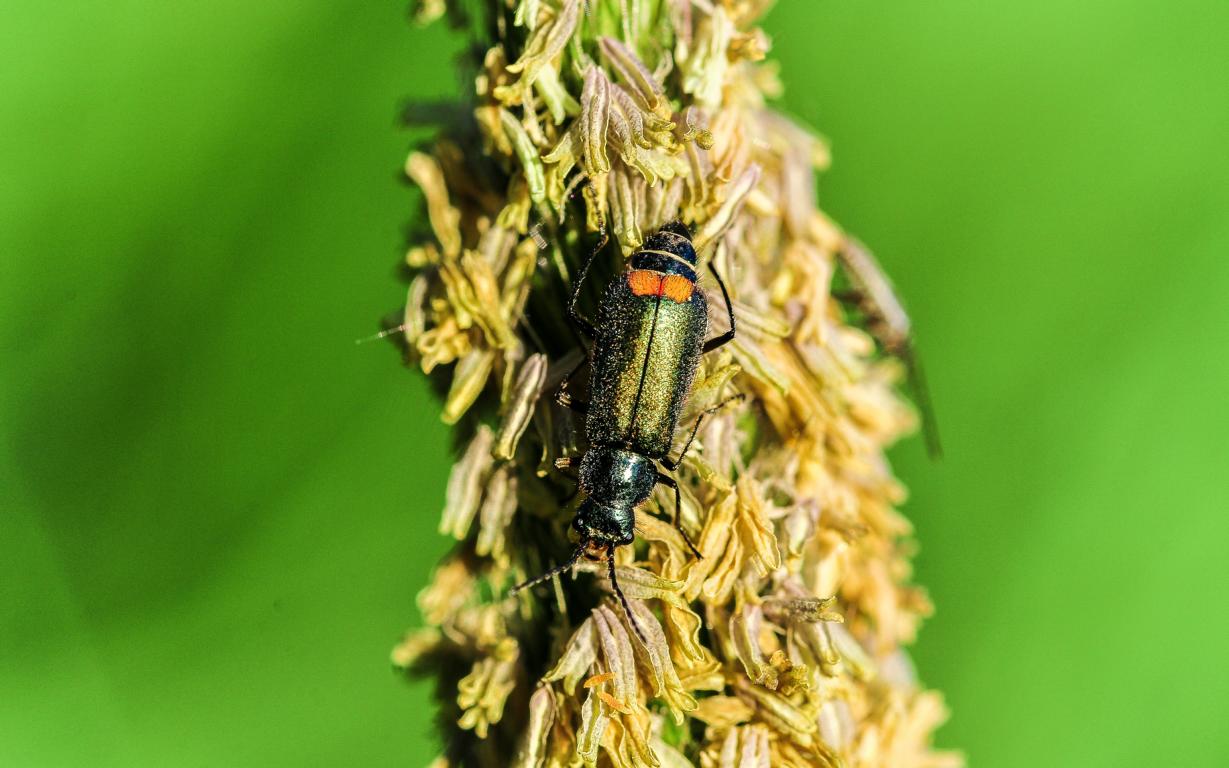 Käfer auf Grashalm