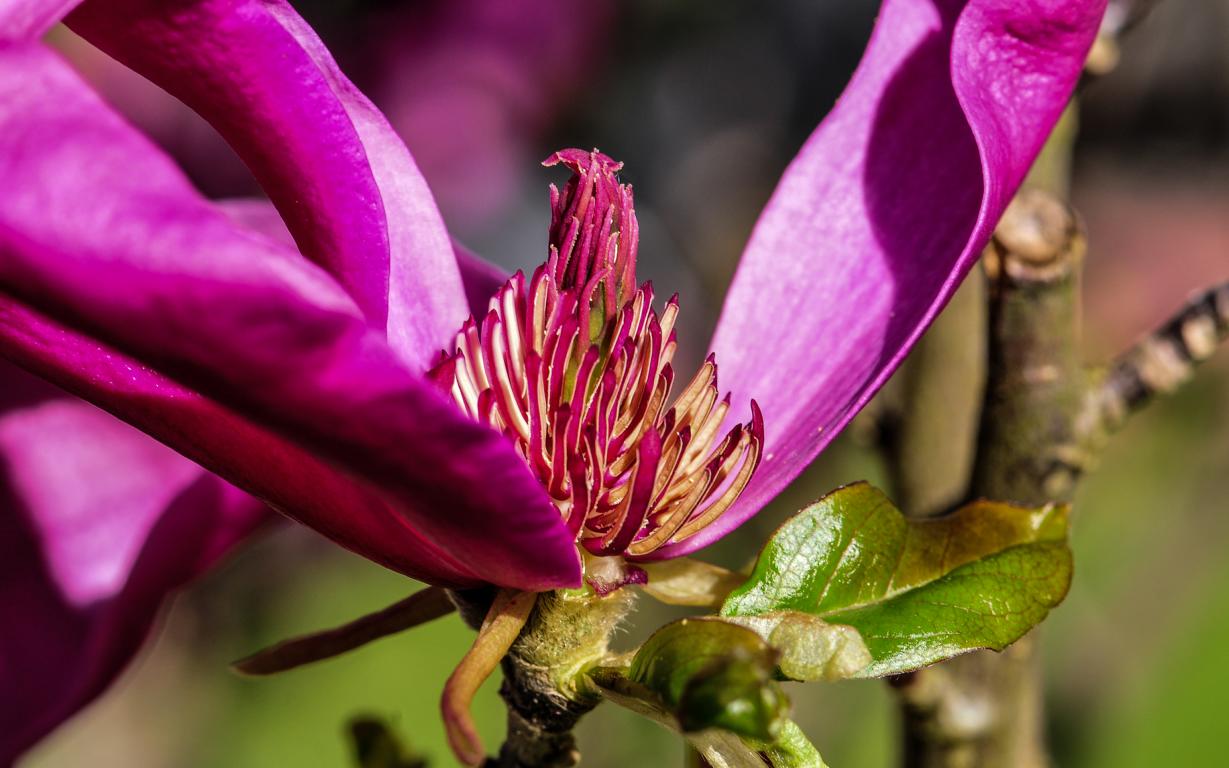 Purpur Magnolienblüte