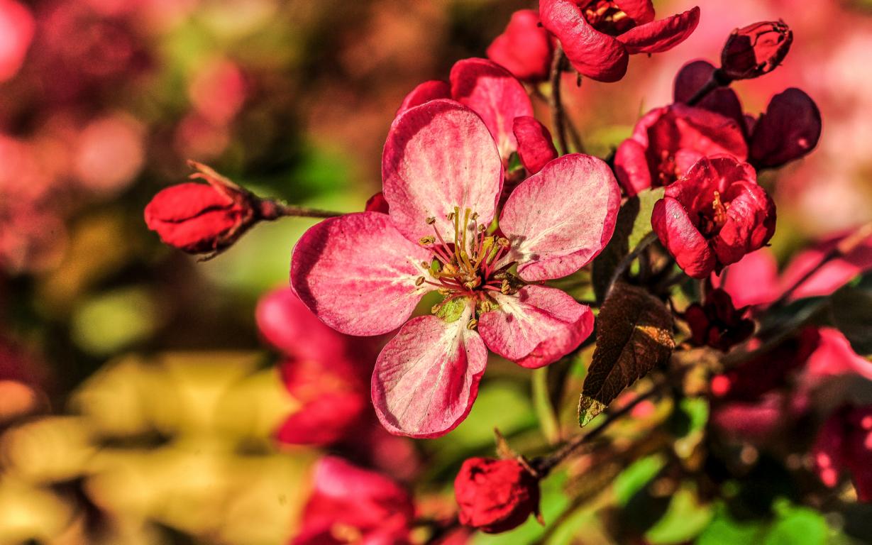 Zierquitteblüte