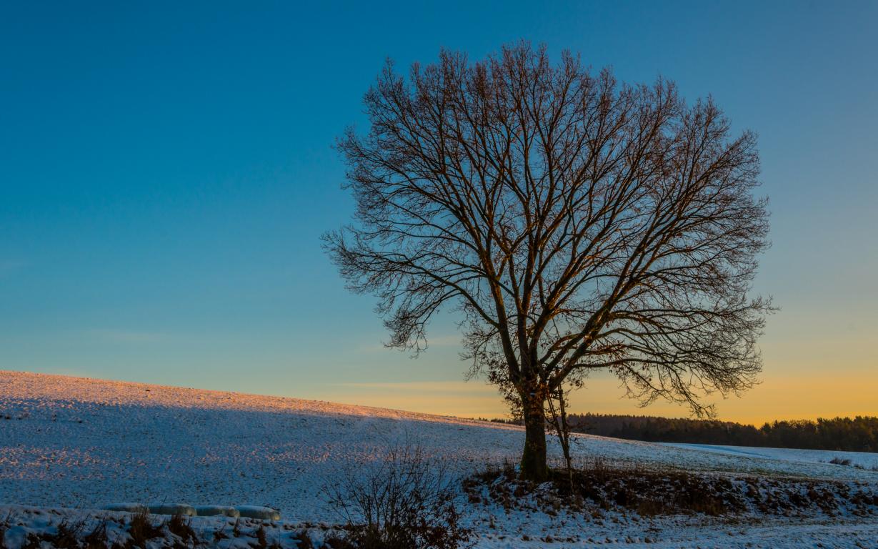 Winter auf dem Feld