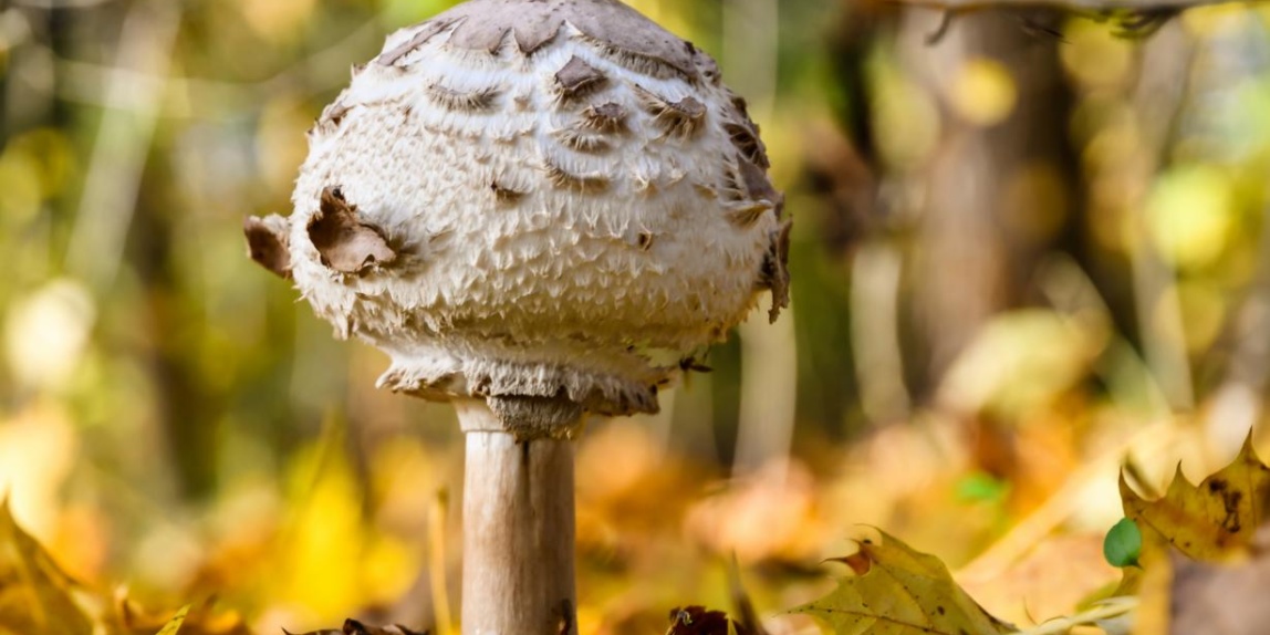 Waldpilz