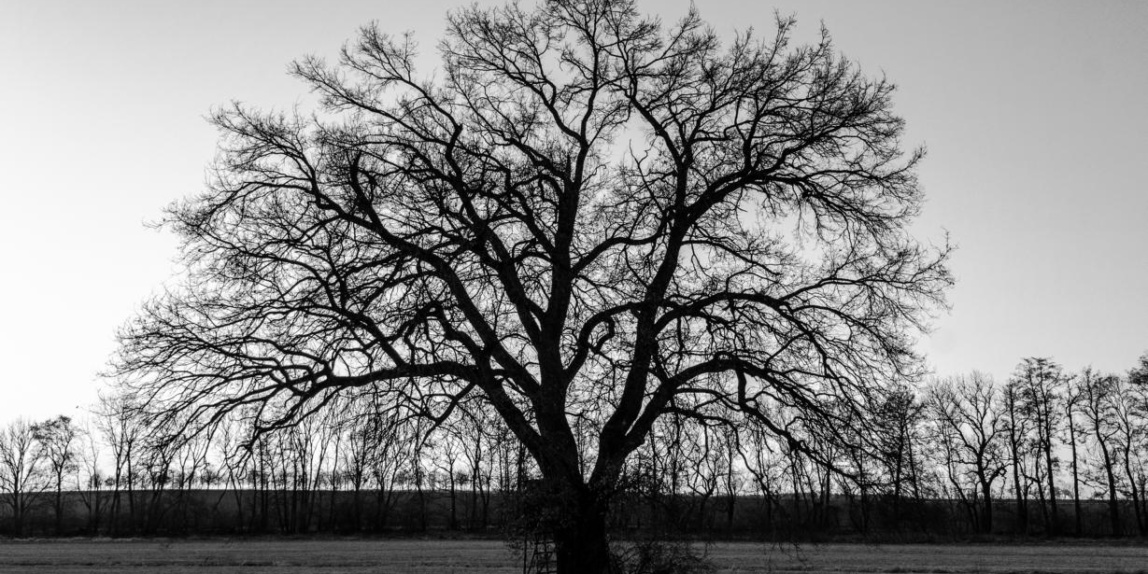 Baum am Abend