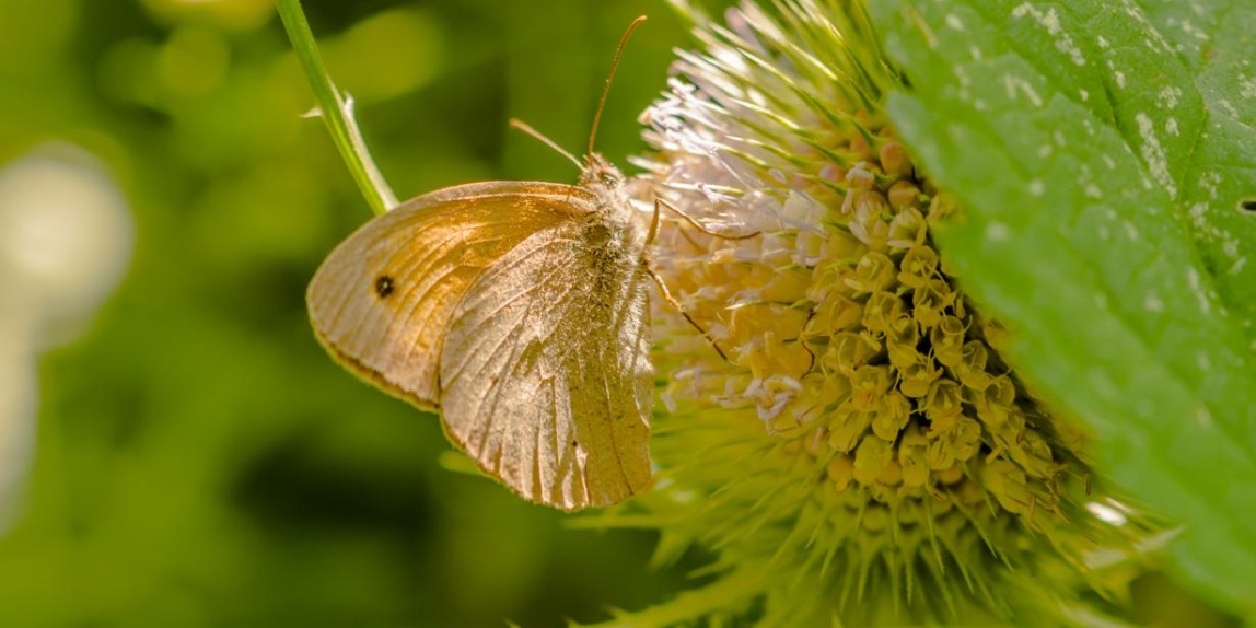 Schmetterling