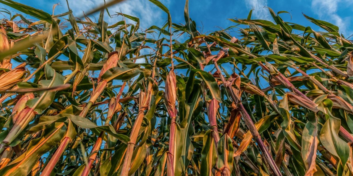 Maisfeld im Herbst