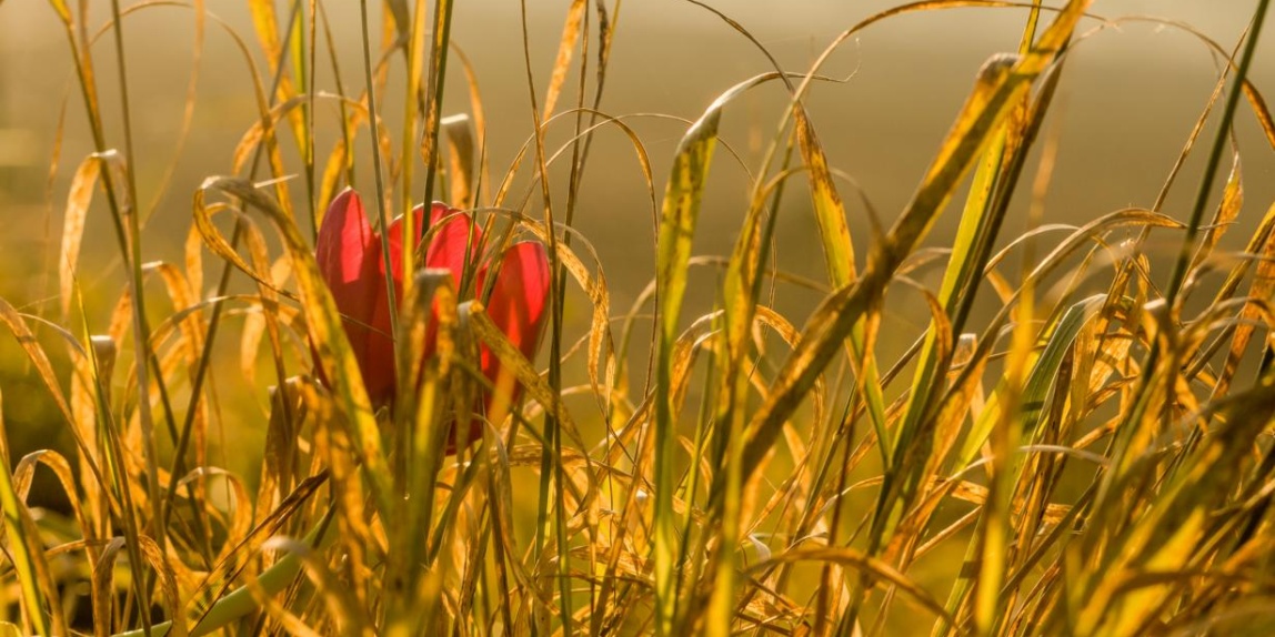 Tulpe im Gras