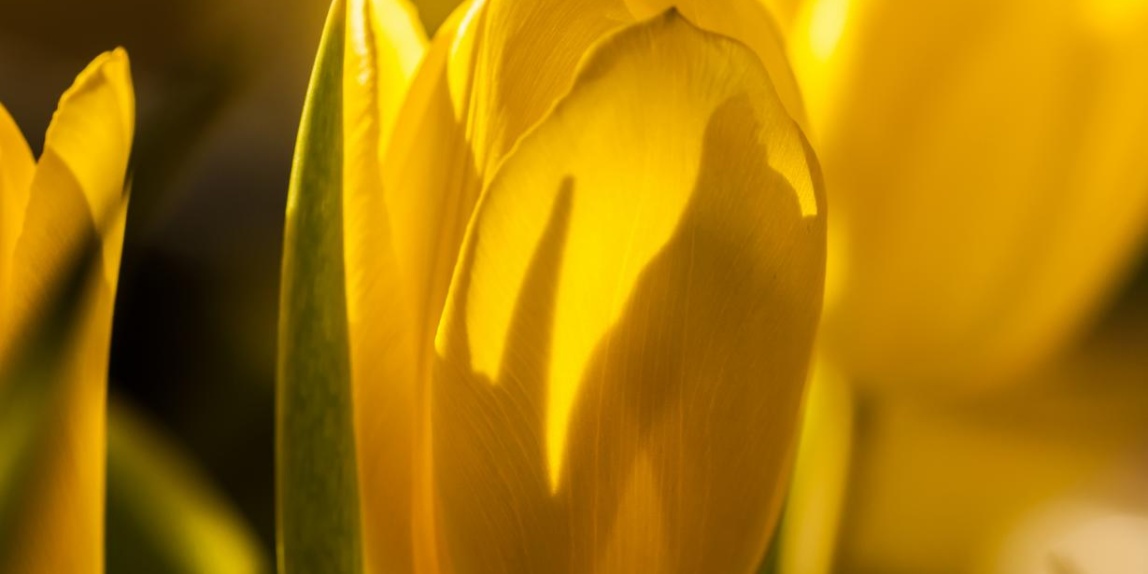 Frühlingsblume