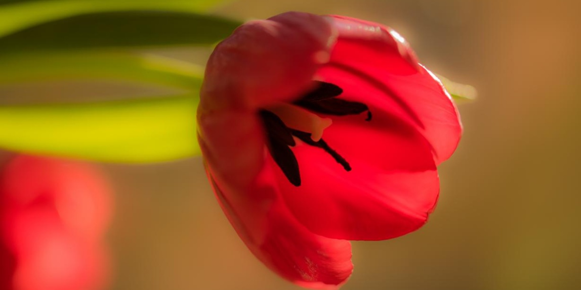 rote Tulpe