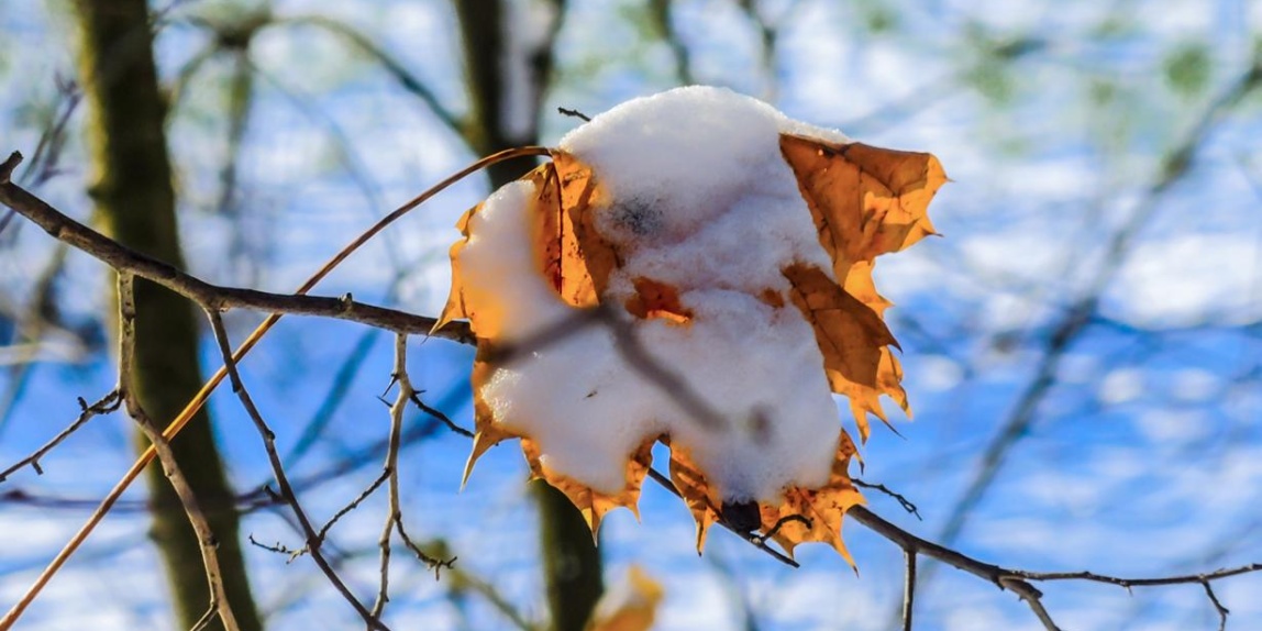 Schneehäubchen