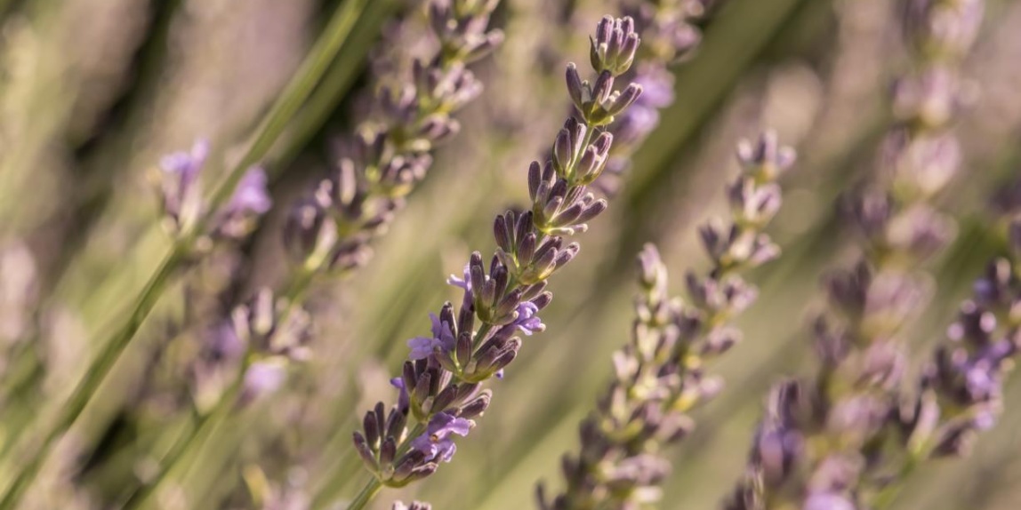 Lavendelblüten