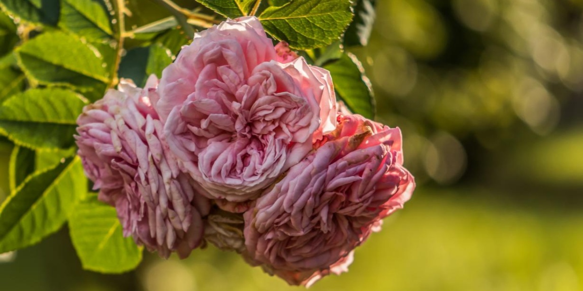 Garten Rose