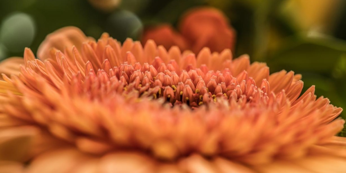 Makro einer Gerbera Blume