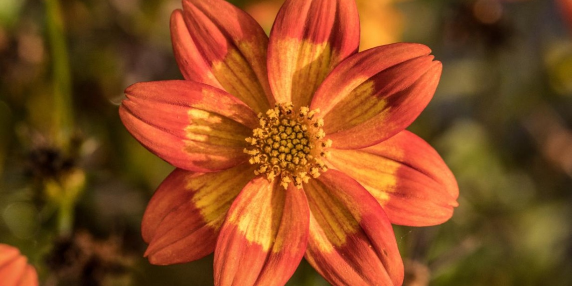 Scharlachdahlie