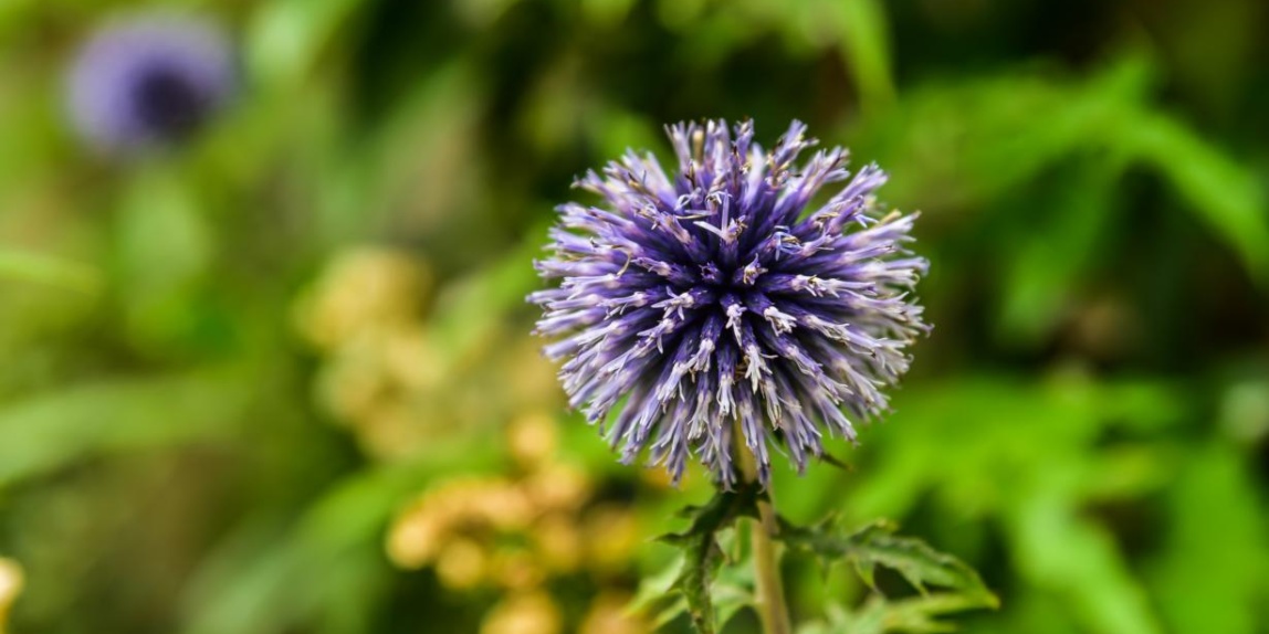 Kugeldistel