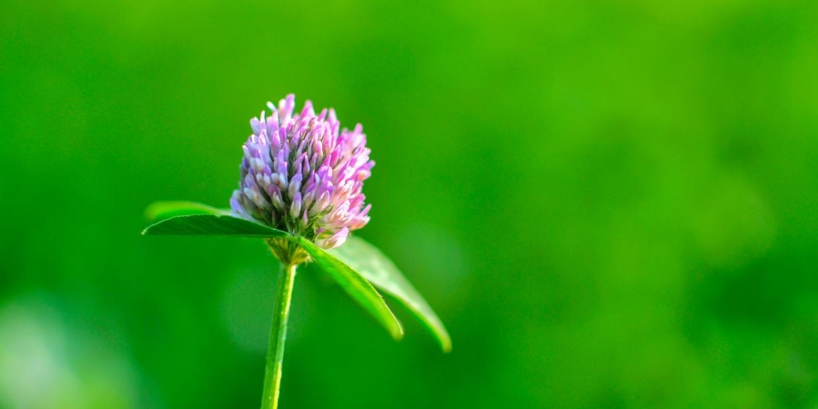 Wiesenklee