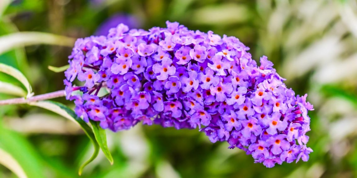 Sommerflieder