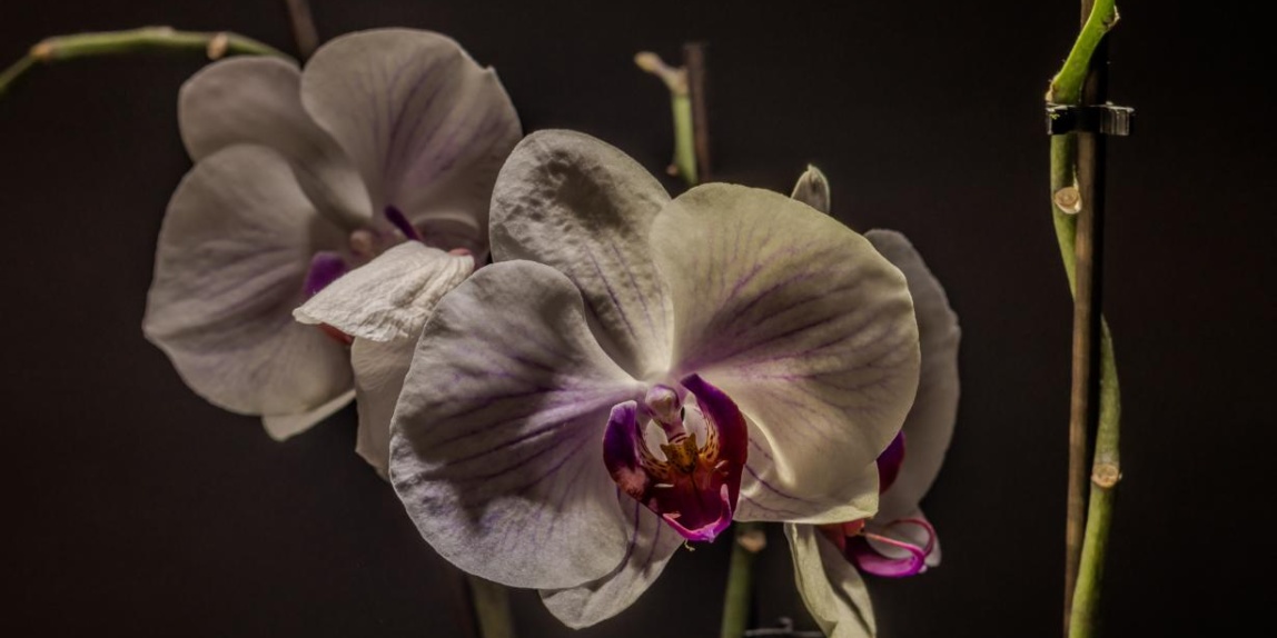 Blüte Pracht