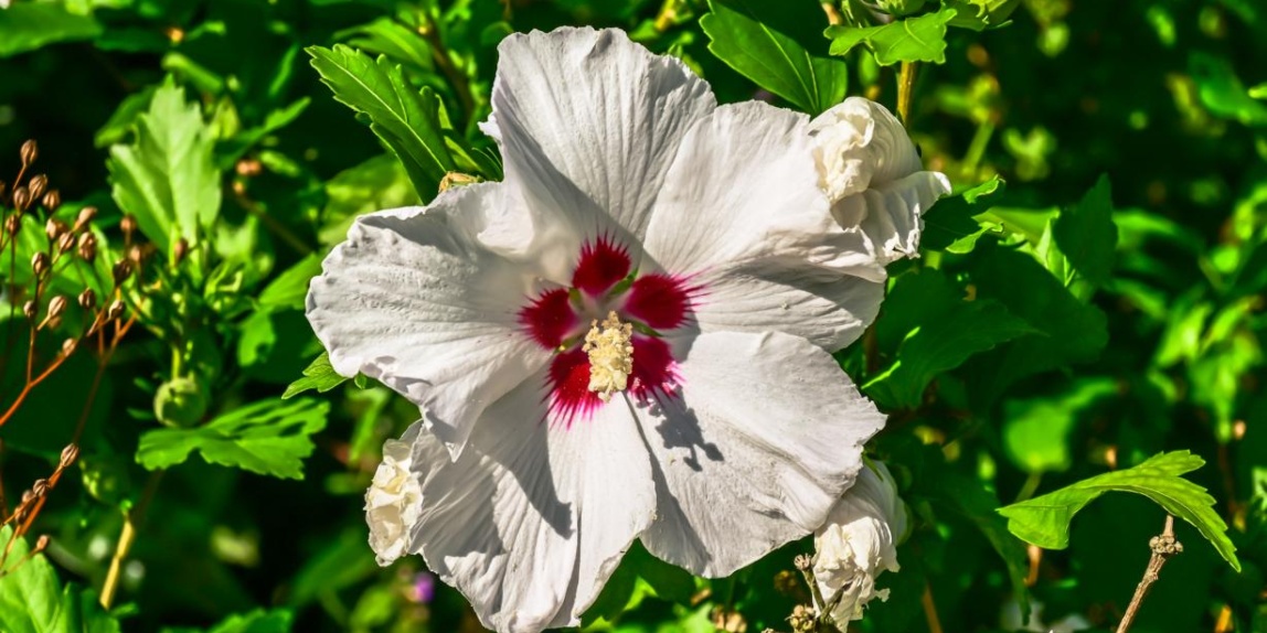 Hibiskusblüte
