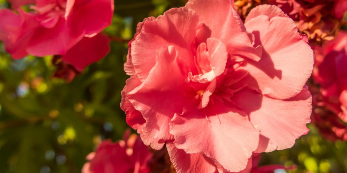 Oleander