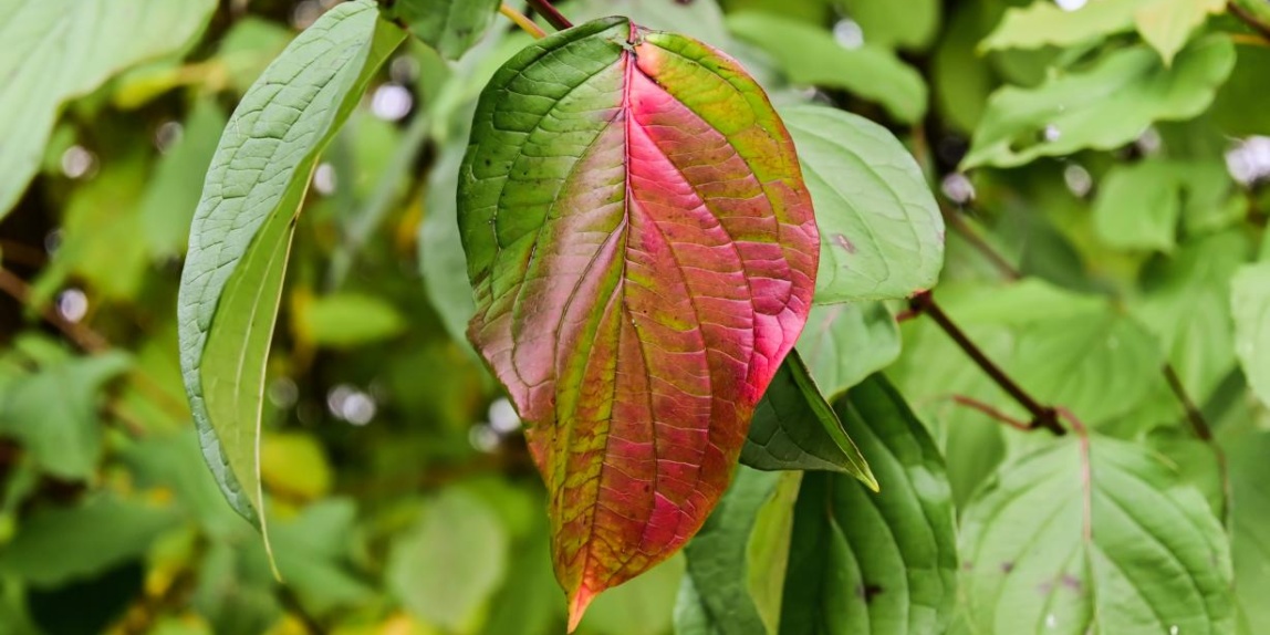 Blatt der Sibirische Hartriegel