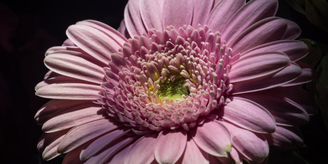 Gerbera in voller Blüte