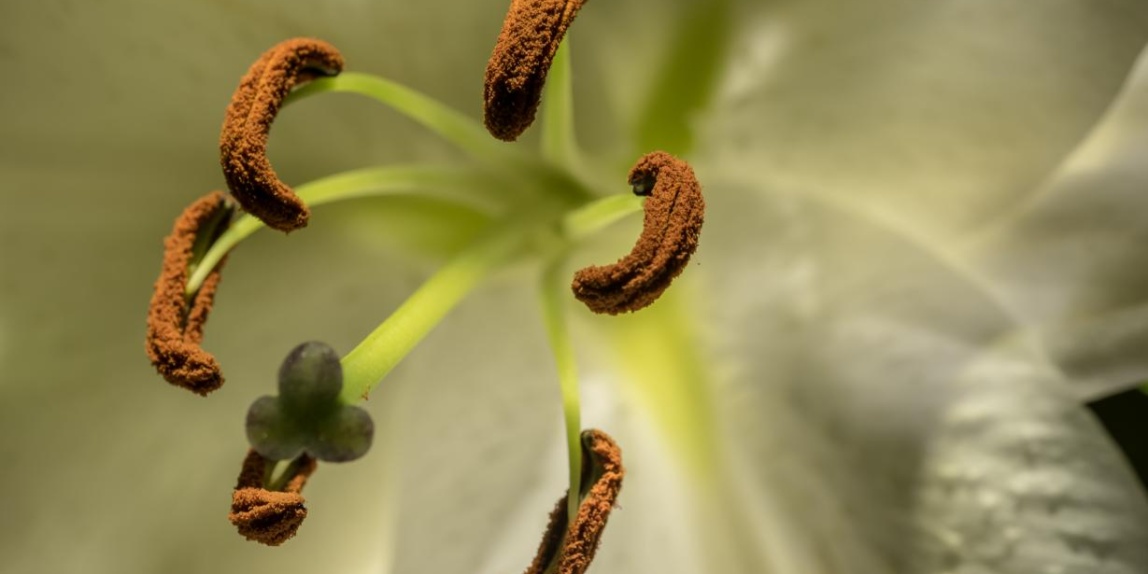 Antheren und Pollen der Lilie