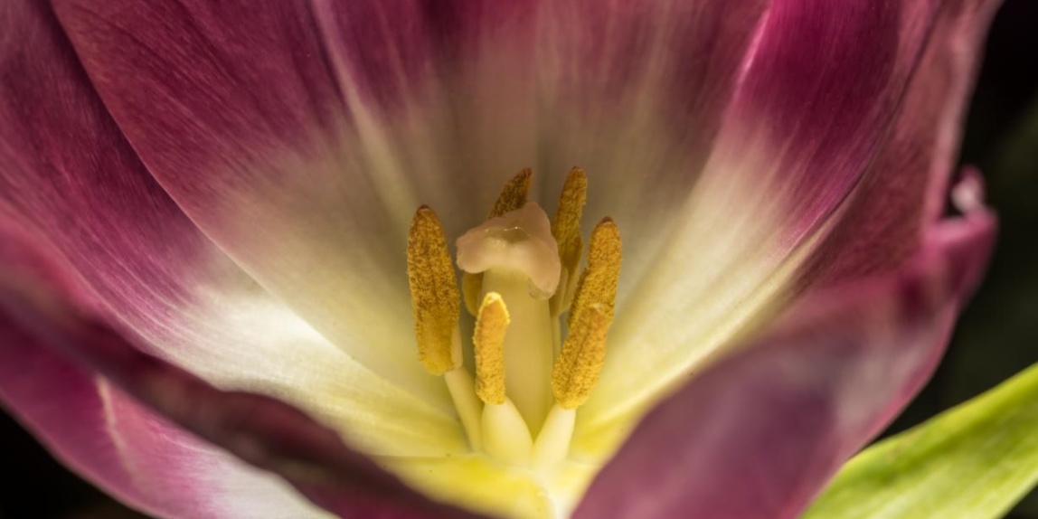 Tulpenblume mit Blütenstaubkörenern