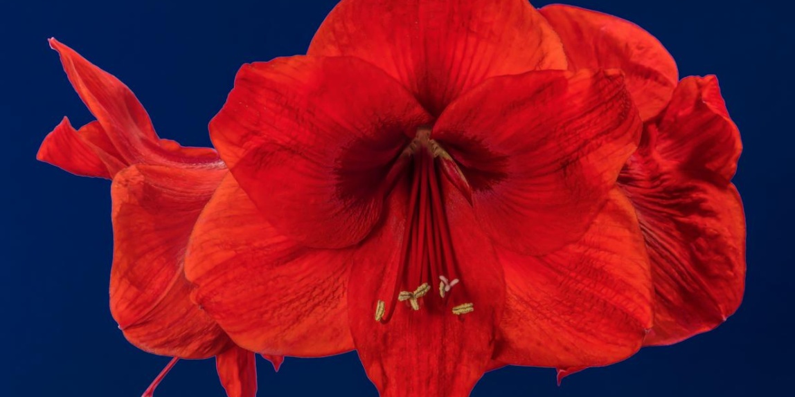 Amaryllis