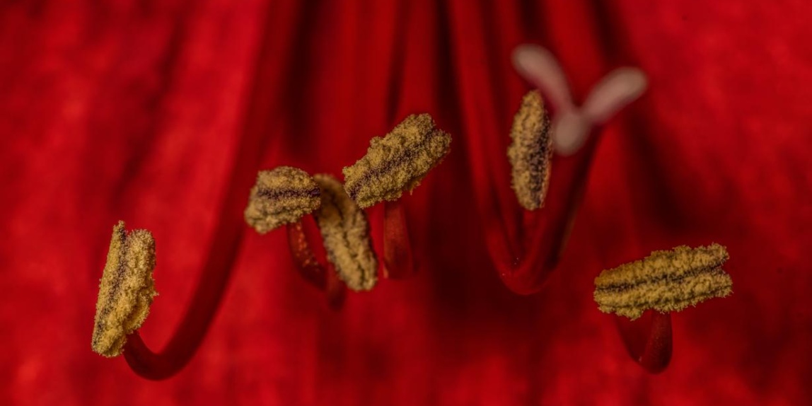 Staubbgefäße einer Amaryllis