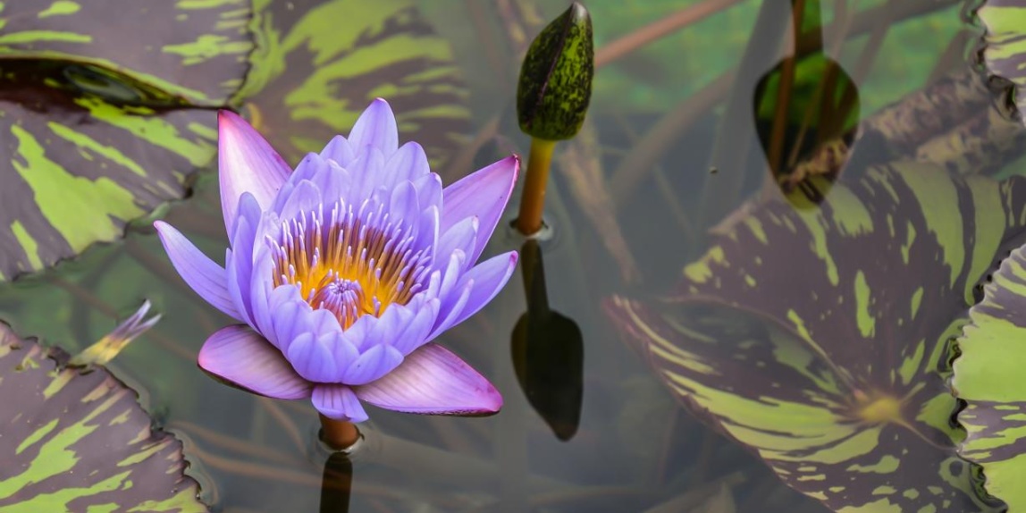 Blaue Ägyptische Seerose