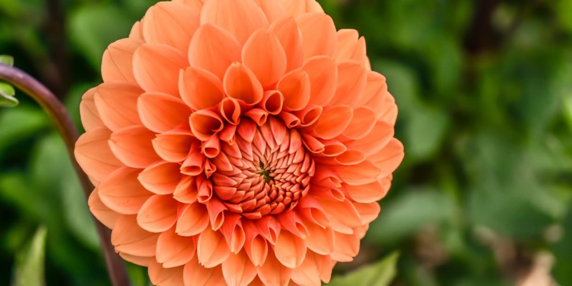 Dahlia Syvila