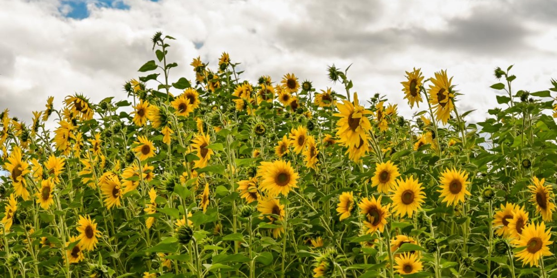 Sonnenblumen am Feld